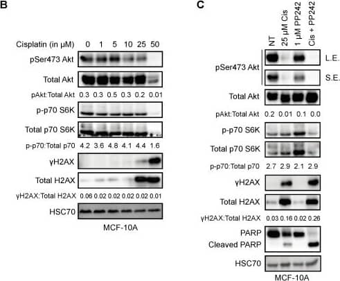 Histone H2AX [p Ser139] Antibody