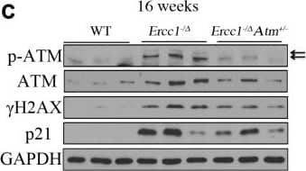 Histone H2AX [p Ser139] Antibody