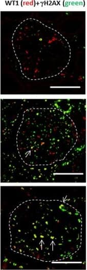Histone H2AX [p Ser139] Antibody