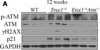 Histone H2AX [p Ser139] Antibody
