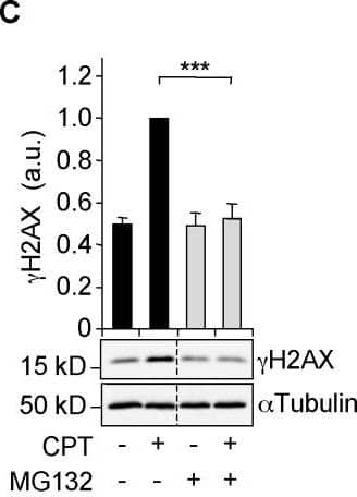 Histone H2AX [p Ser139] Antibody