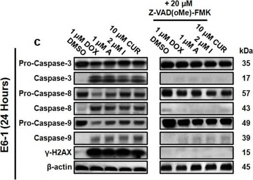 Histone H2AX [p Ser139] Antibody