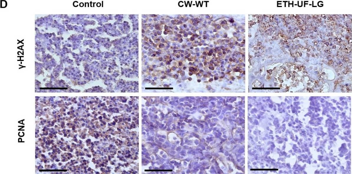 Histone H2AX [p Ser139] Antibody