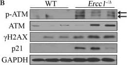 Histone H2AX [p Ser139] Antibody