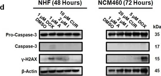 Histone H2AX [p Ser139] Antibody - BSA Free (NB100-384) by