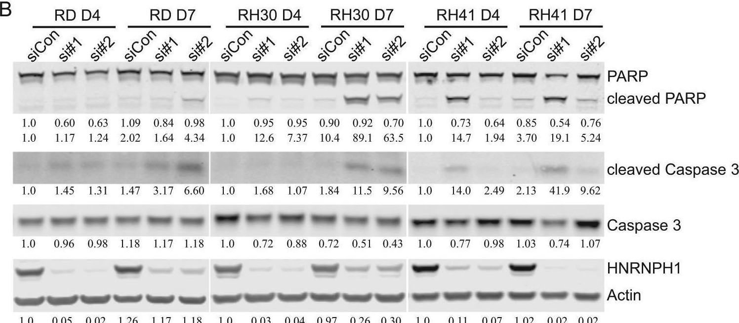 hnRNP H Antibody - BSA Free