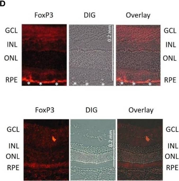 FoxP3 Antibody - BSA Free