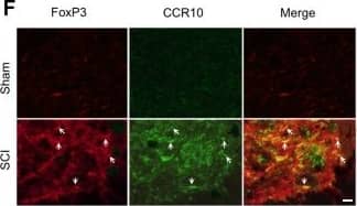 FoxP3 Antibody - BSA Free