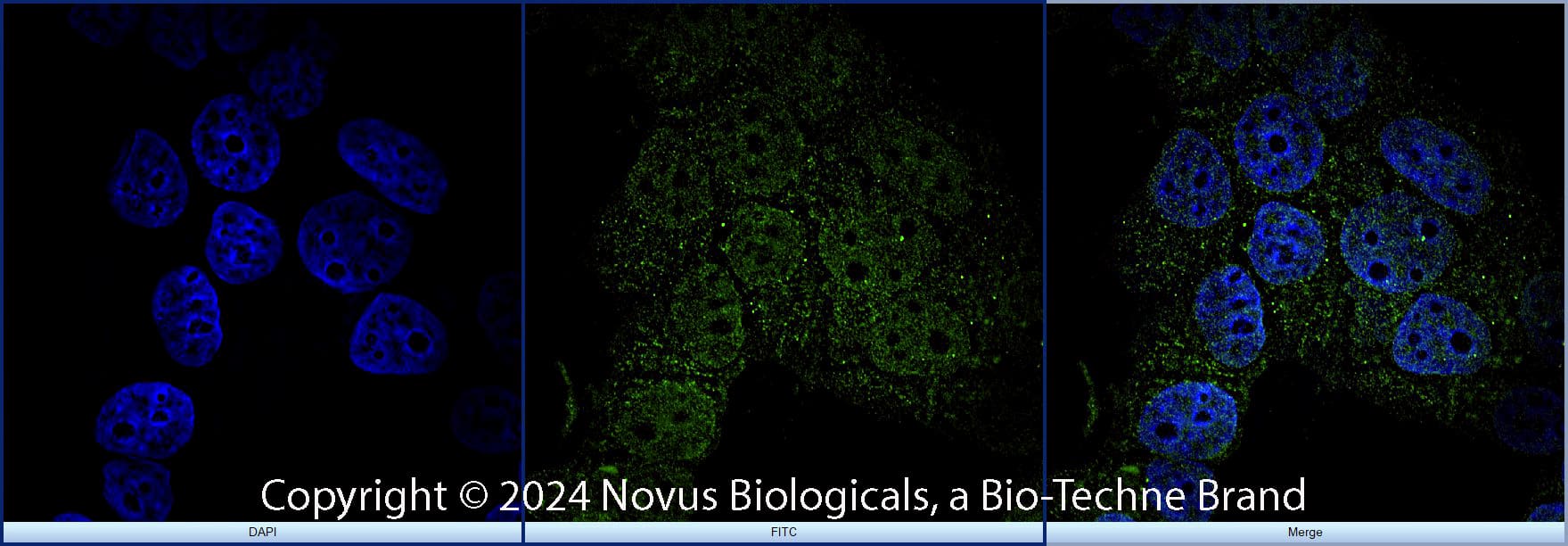 FoxP3 Antibody [DyLight 488]