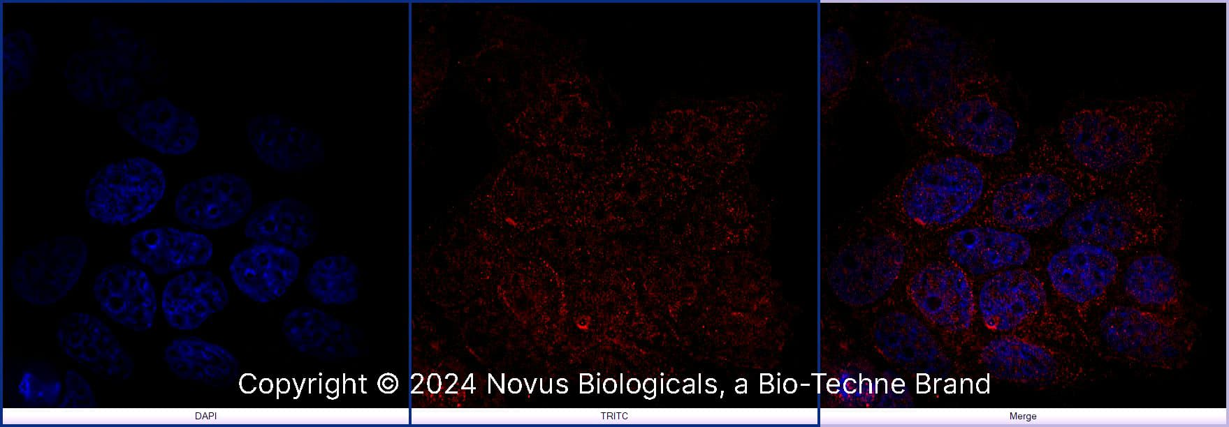 FoxP3 Antibody [DyLight 550]