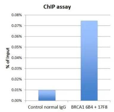 BRCA1 Antibody (6B4) - Azide and BSA Free