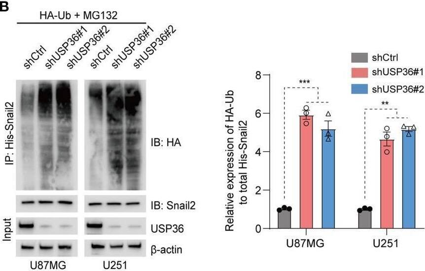 USP36 Antibody - BSA Free
