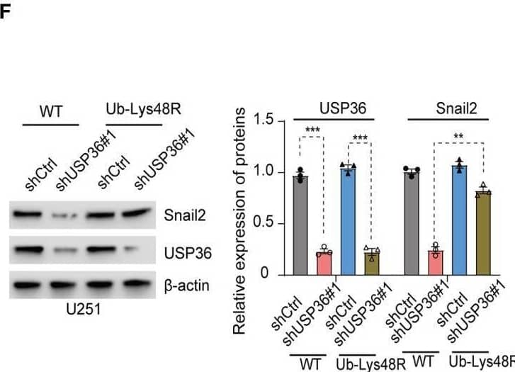 USP36 Antibody - BSA Free