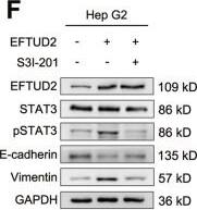 EFTUD2 Antibody