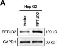 EFTUD2 Antibody