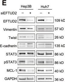 EFTUD2 Antibody