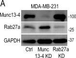 UNC13D/Munc 13-4 Antibody