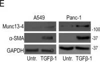 UNC13D/Munc 13-4 Antibody