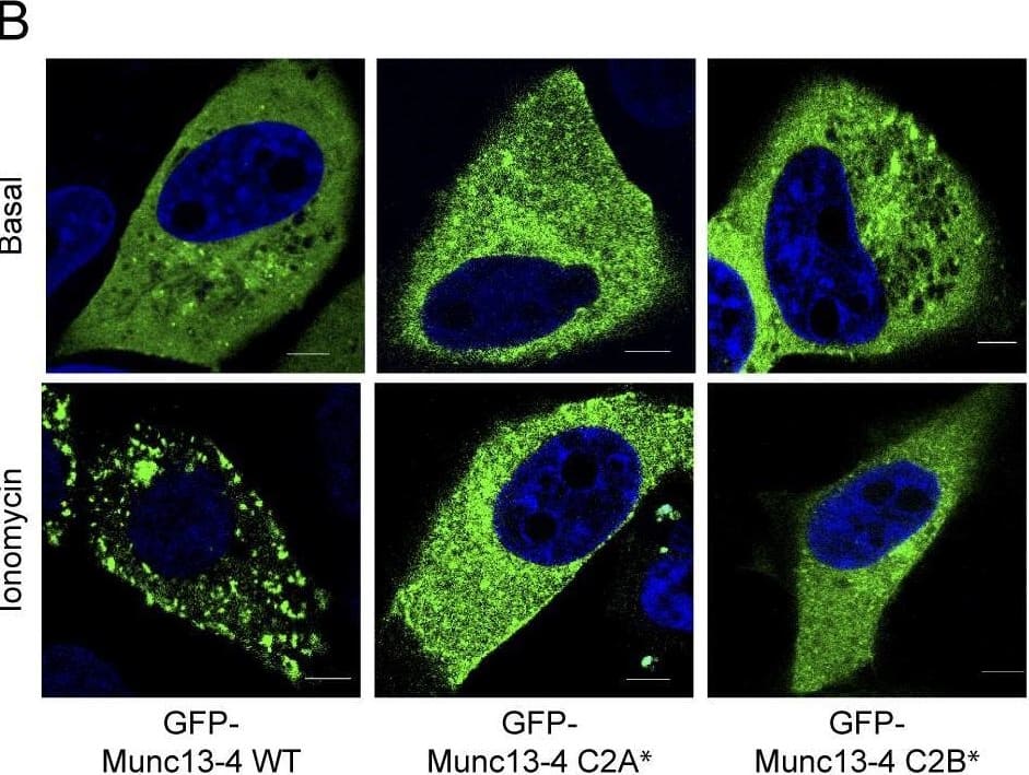 UNC13D/Munc 13-4 Antibody