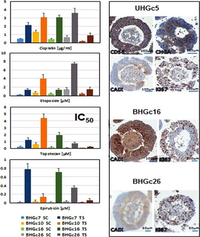 Carbonic Anhydrase IX/CA9 Antibody - BSA Free