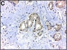 Carbonic Anhydrase IX/CA9 Antibody - BSA Free