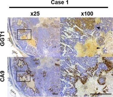 Carbonic Anhydrase IX/CA9 Antibody - BSA Free