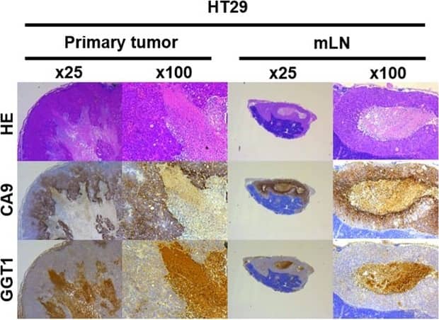 Carbonic Anhydrase IX/CA9 Antibody - BSA Free