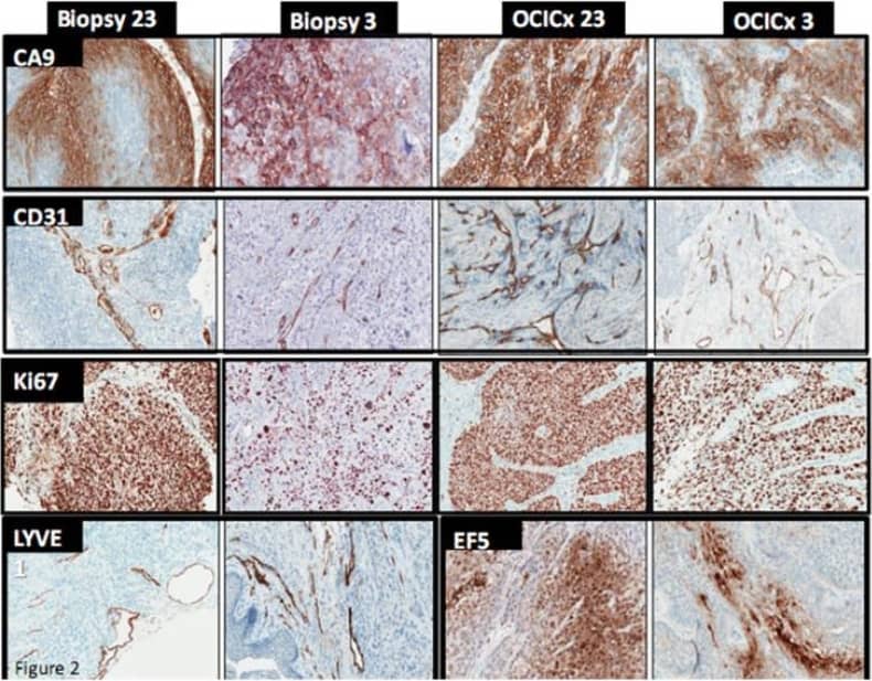 Carbonic Anhydrase IX/CA9 Antibody - BSA Free