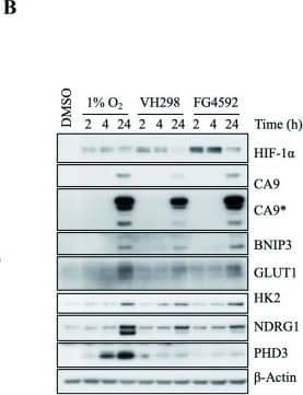 Carbonic Anhydrase IX/CA9 Antibody - BSA Free