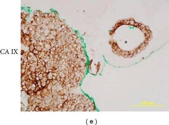 Carbonic Anhydrase IX/CA9 Antibody - BSA Free