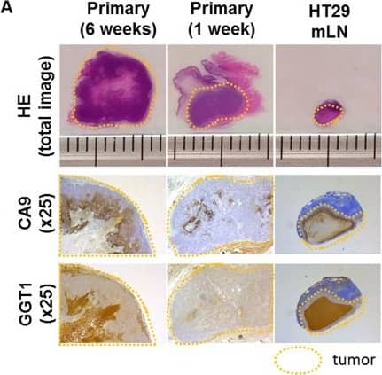 Carbonic Anhydrase IX/CA9 Antibody - BSA Free