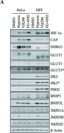 Carbonic Anhydrase IX/CA9 Antibody - BSA Free