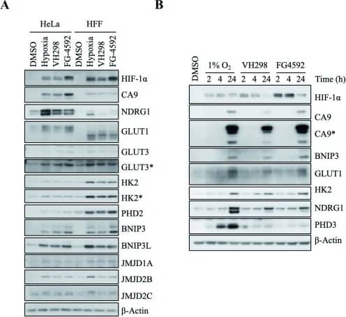 Carbonic Anhydrase IX/CA9 Antibody - BSA Free