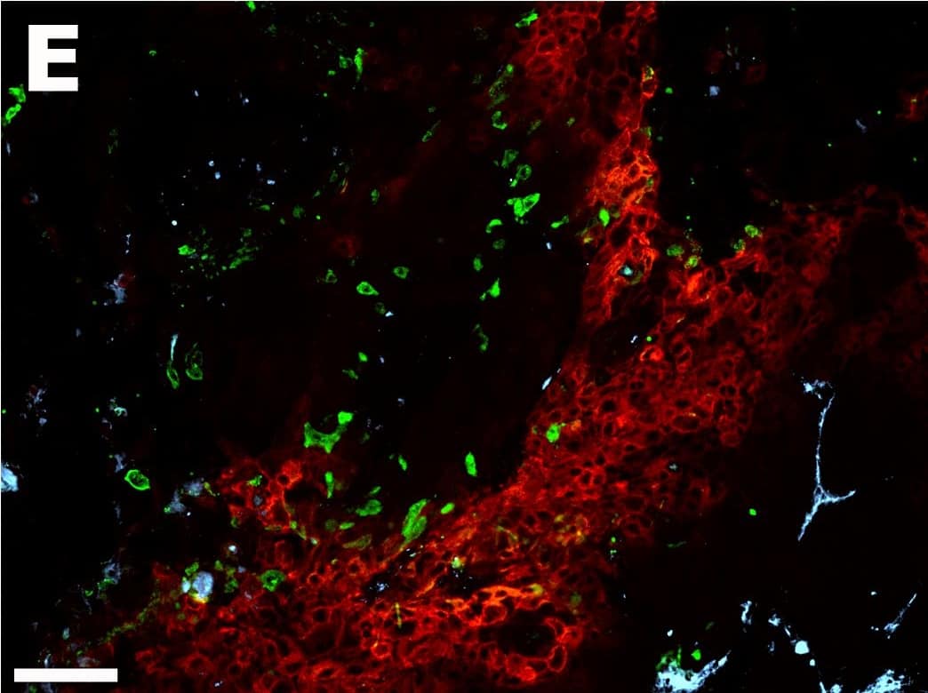Carbonic Anhydrase IX/CA9 Antibody - BSA Free