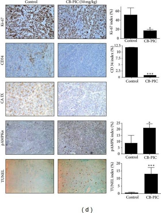 Carbonic Anhydrase IX/CA9 Antibody - BSA Free