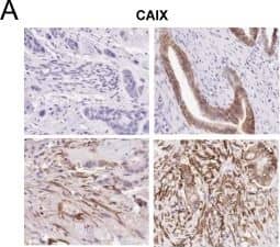 Carbonic Anhydrase IX/CA9 Antibody - BSA Free