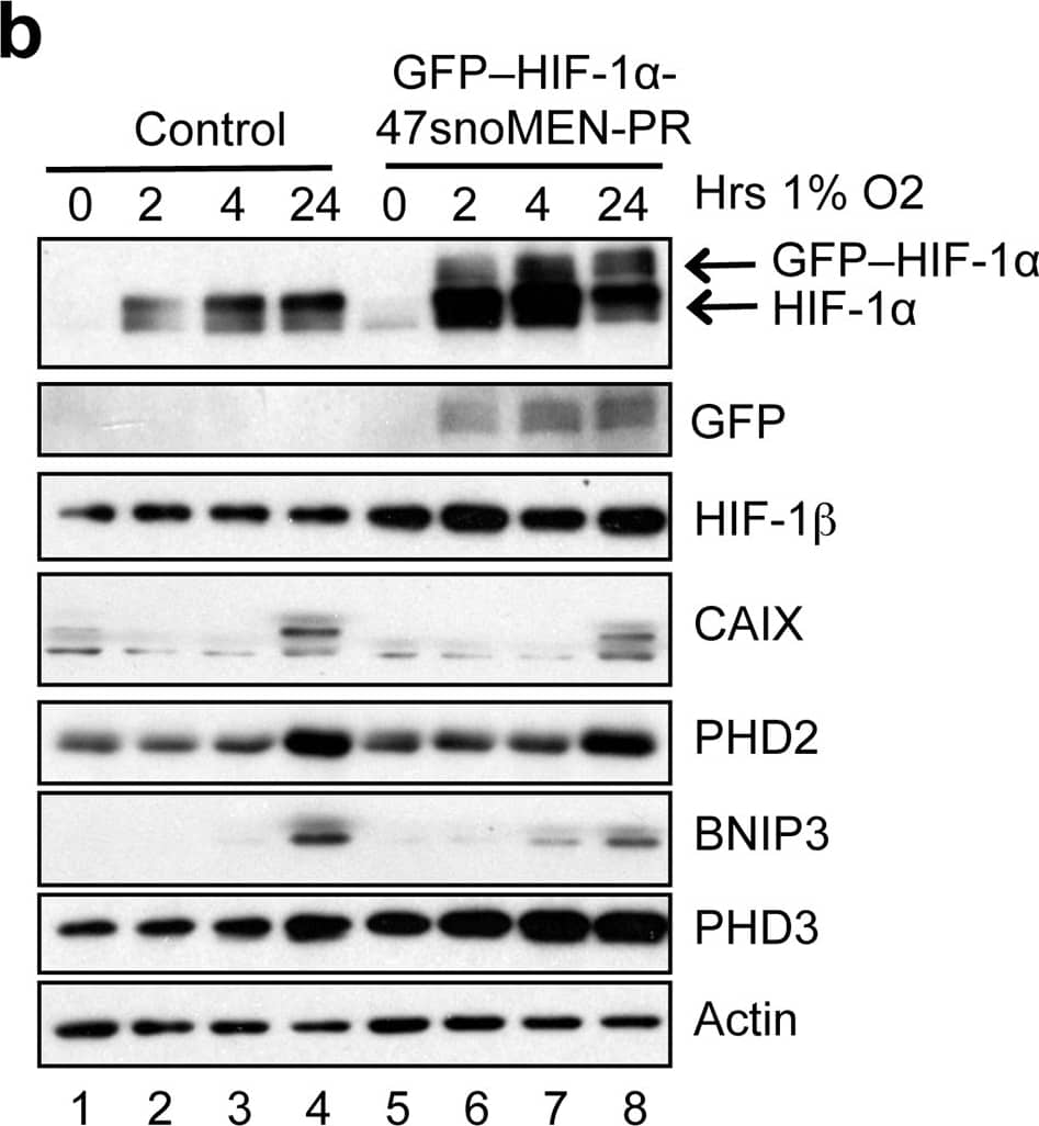 Carbonic Anhydrase IX/CA9 Antibody - BSA Free