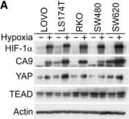 Carbonic Anhydrase IX/CA9 Antibody - BSA Free