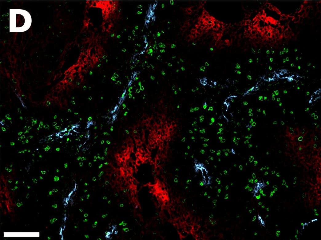 Carbonic Anhydrase IX/CA9 Antibody - BSA Free
