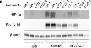 HIF-1 alpha Antibody