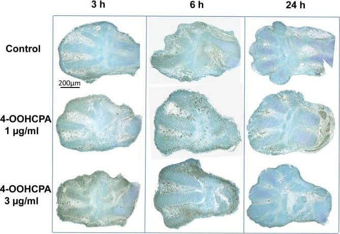 HIF-1 alpha Antibody