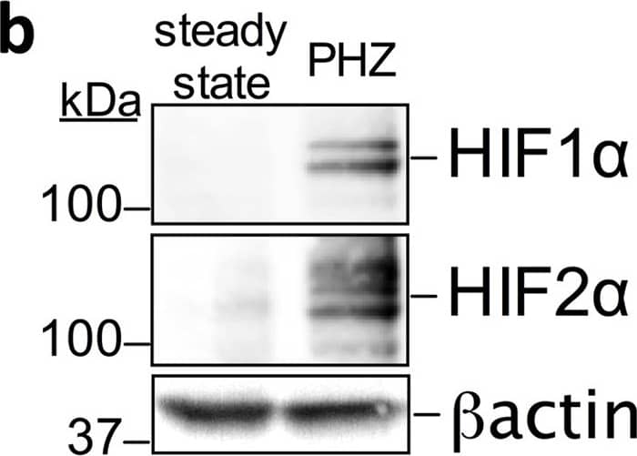 HIF-1 alpha Antibody