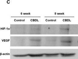 HIF-1 alpha Antibody