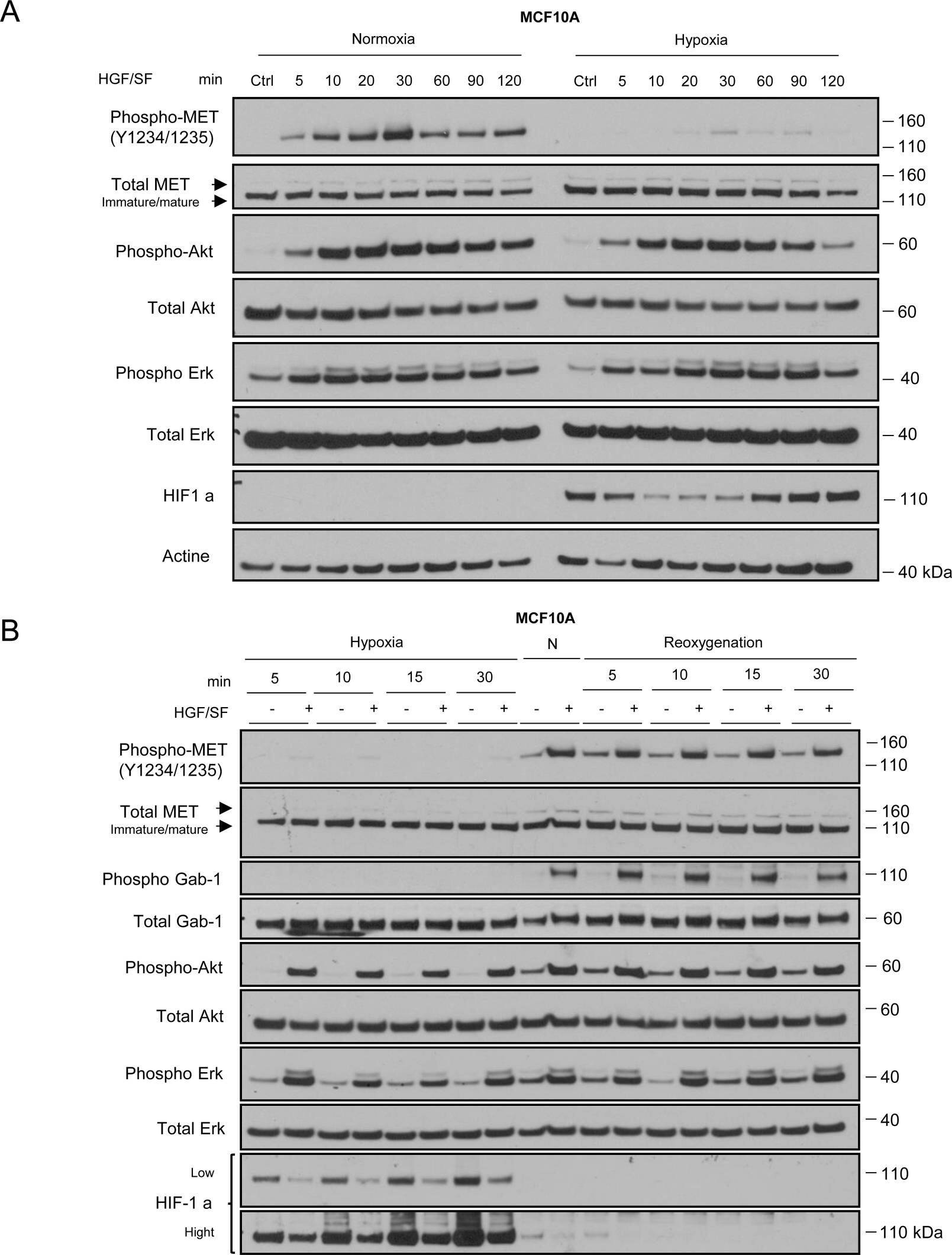 HIF-1 alpha Antibody