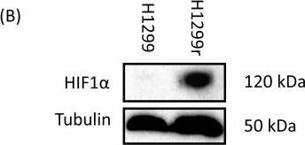 HIF-1 alpha Antibody