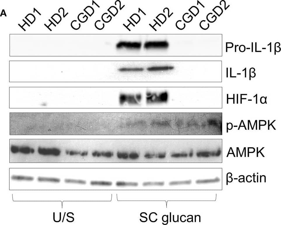 HIF-1 alpha Antibody