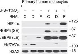 HIF-1 alpha Antibody
