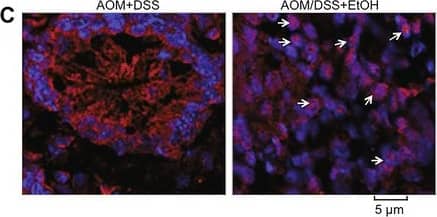 HIF-1 alpha Antibody