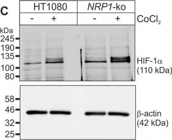 HIF-1 alpha Antibody