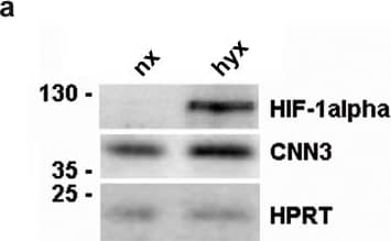 HIF-1 alpha Antibody